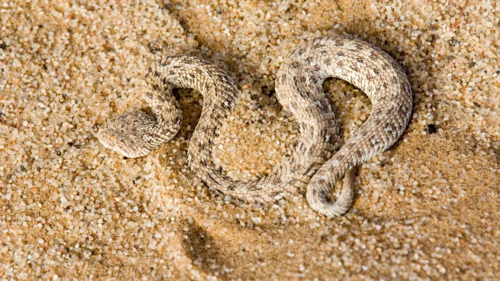 animals in the desert facts